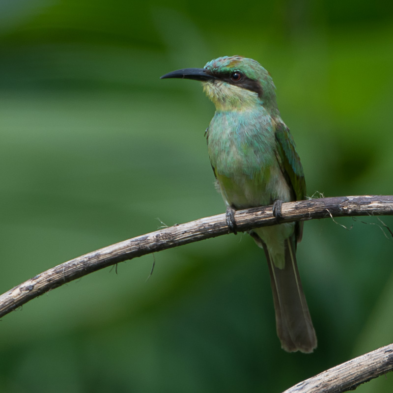 Blauwstaartbijeneter